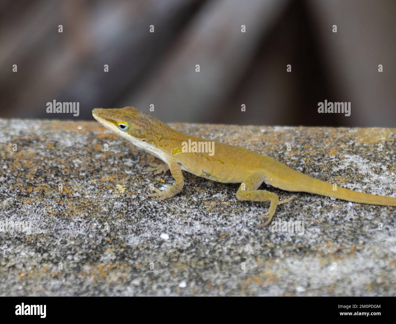 Anolis carolinensis, l'anole verte, également connue sous le nom d'anole de Caroline, anole verte de Caroline, anole américaine, anole verte américaine et anole à gorge rouge. Banque D'Images