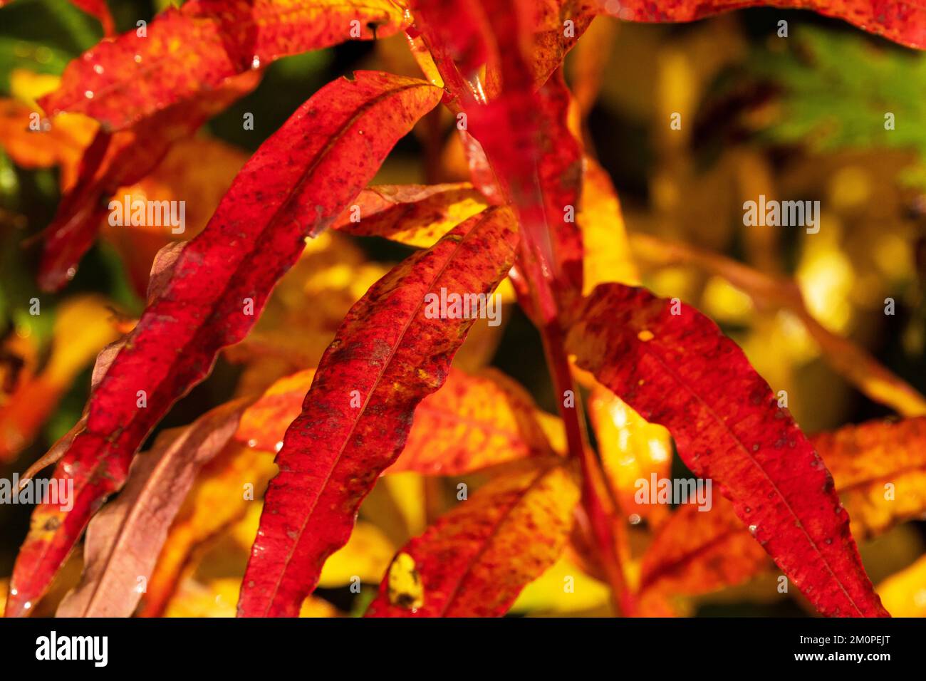 Gros plan de feuilles de Fireweed vibrantes et colorées pendant le feuillage d'automne en Estonie, en Europe du Nord Banque D'Images