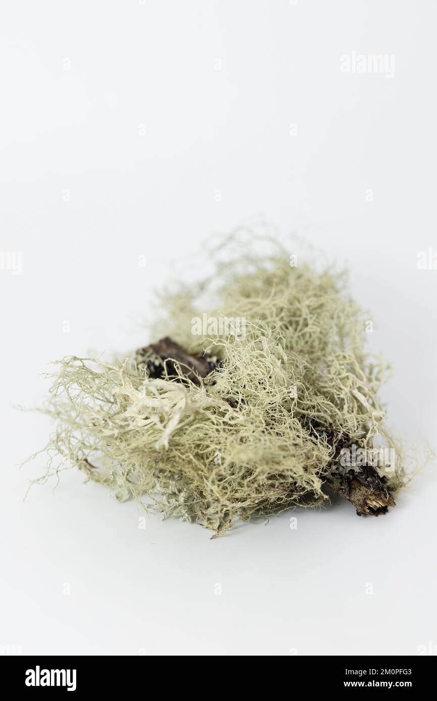 Lichen sur un morceau de bois, sur un fond blanc. Banque D'Images