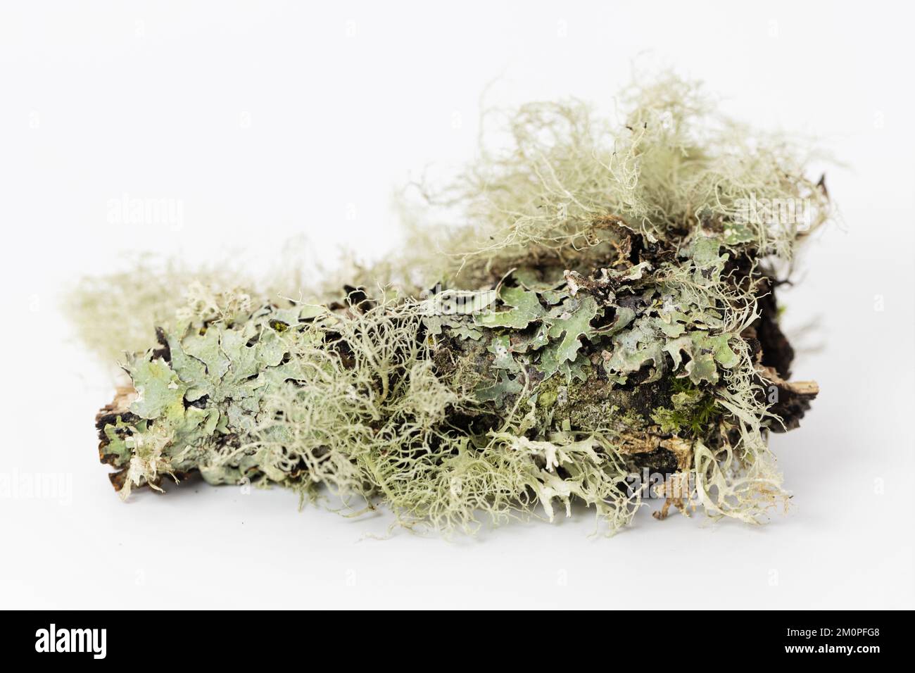Lichen sur un morceau de bois, sur un fond blanc. Banque D'Images
