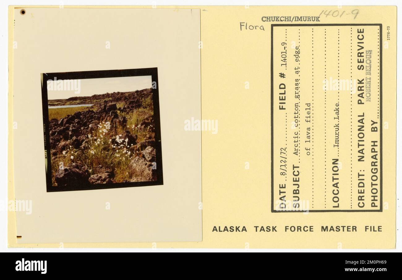 Herbe de coton arctique au bord du champ de lave. Photographies du Groupe de travail de l'Alaska Banque D'Images