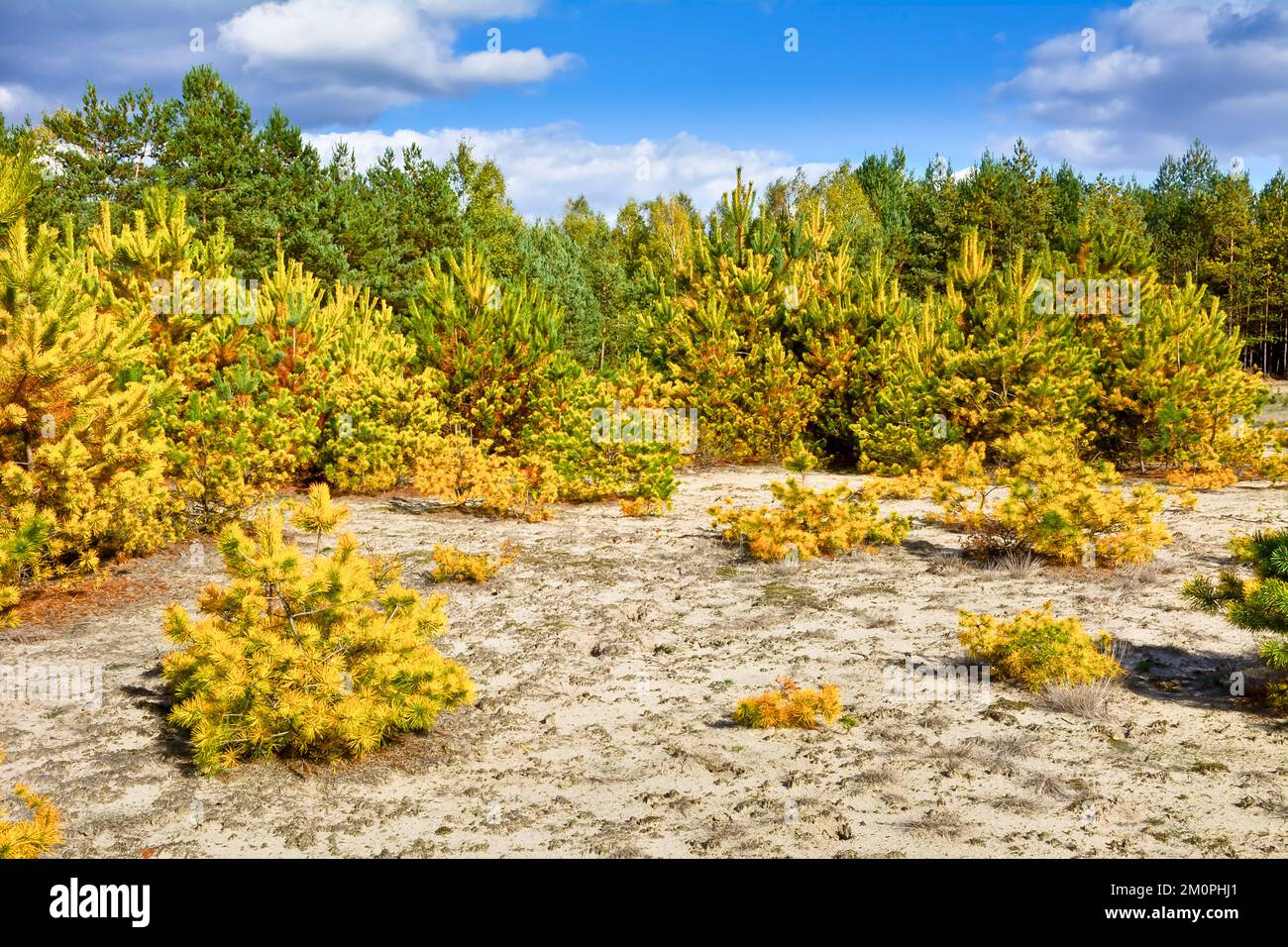 Paysage avec des arbres jaunes et verts Banque D'Images