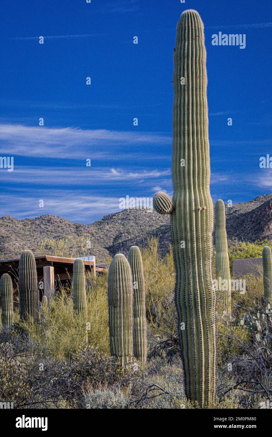 Parc national de Saguaro à Tucson, Arizona Banque D'Images