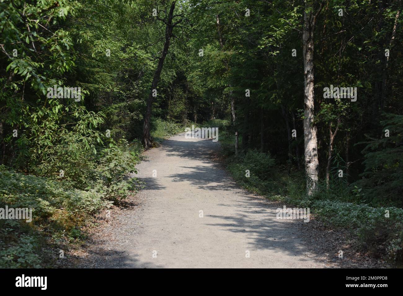Sentier de randonnée alpin bordé d'arbres Banque D'Images