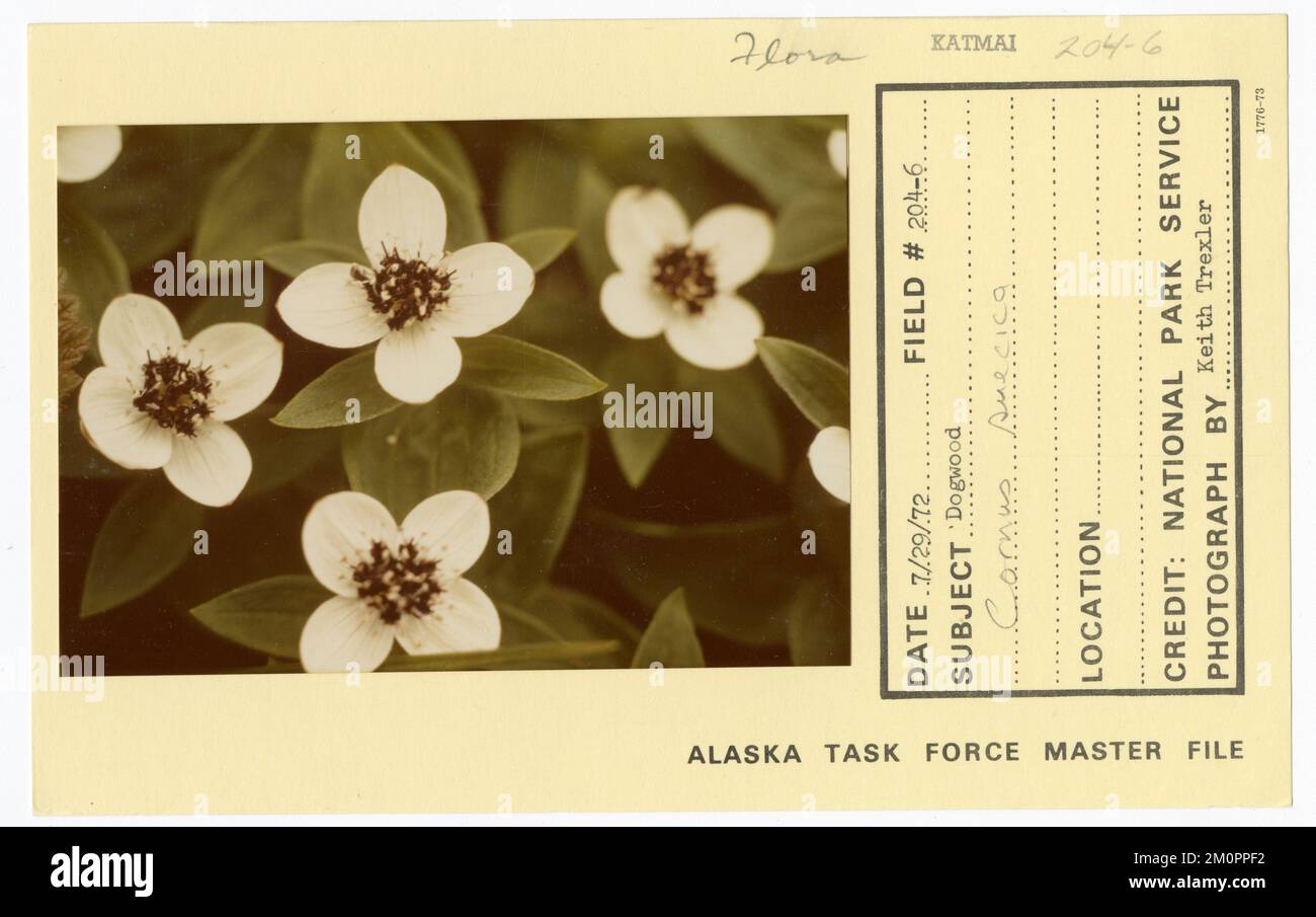 cornus suecica. Photographies du Groupe de travail de l'Alaska Banque D'Images