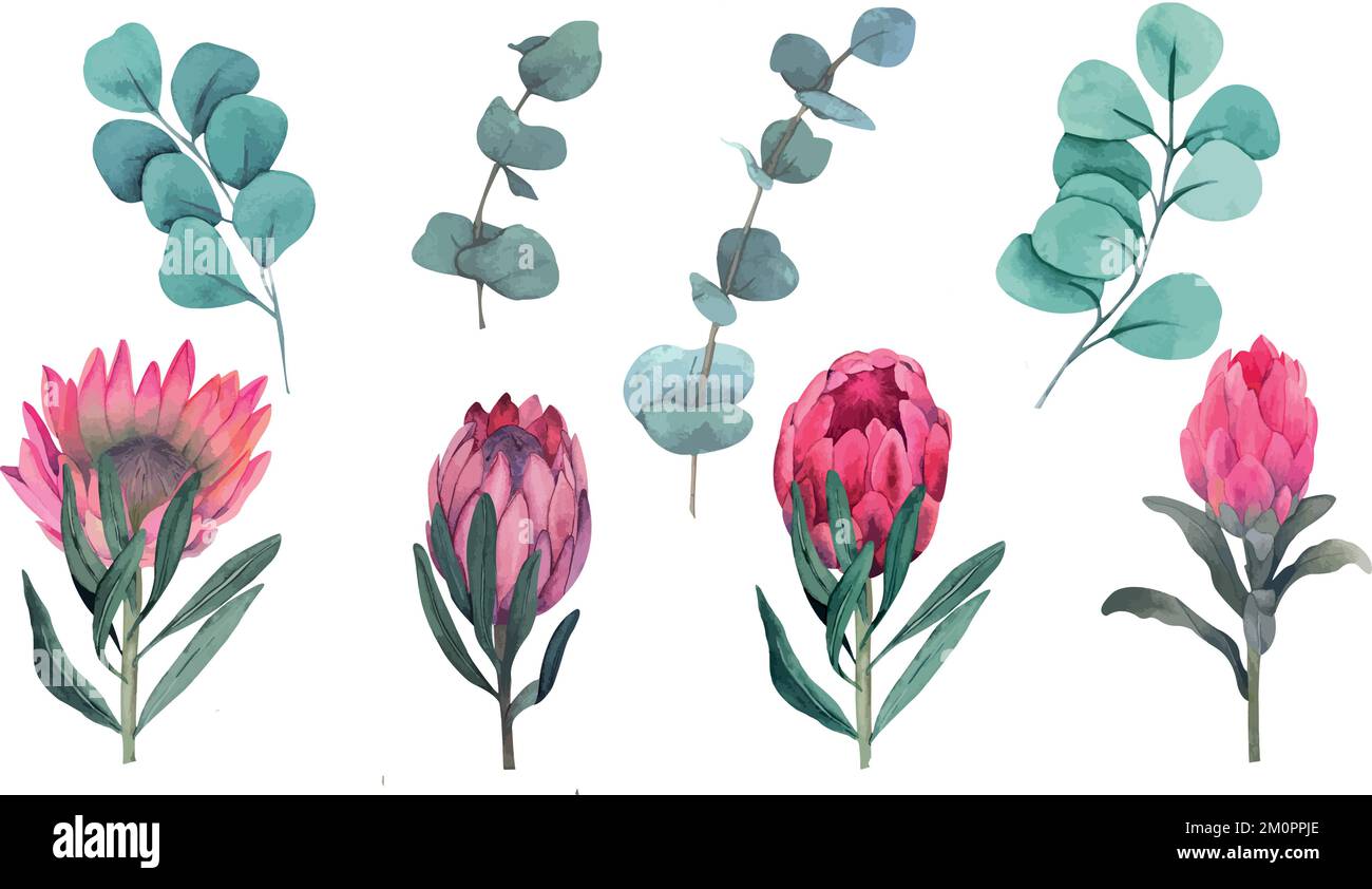 Vecteur aquarelle magenta Protea et Eucalyptus mariage illustration clipart. Illustration de Vecteur