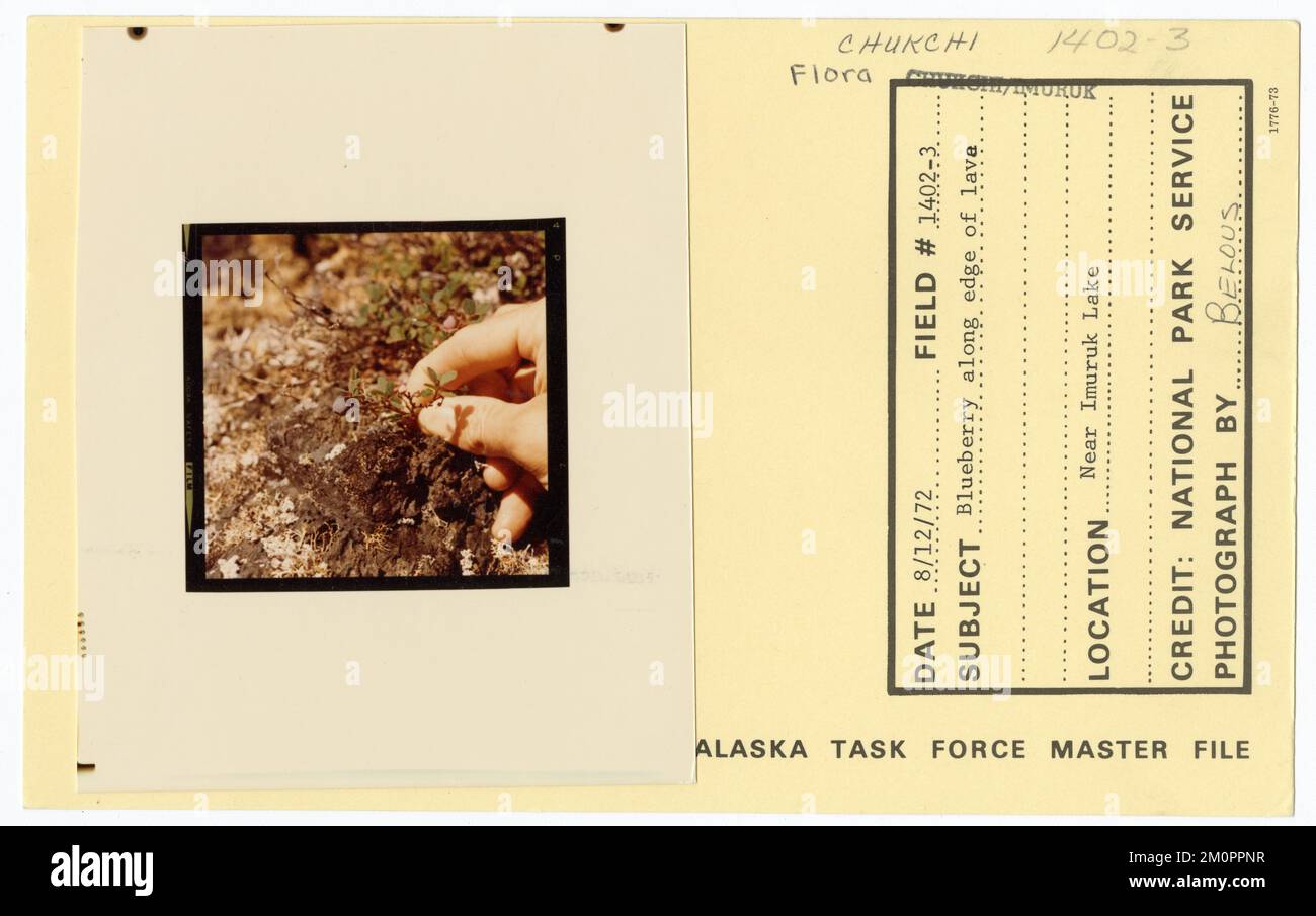 Myrtille le long du bord de la lave. Photographies du Groupe de travail de l'Alaska Banque D'Images