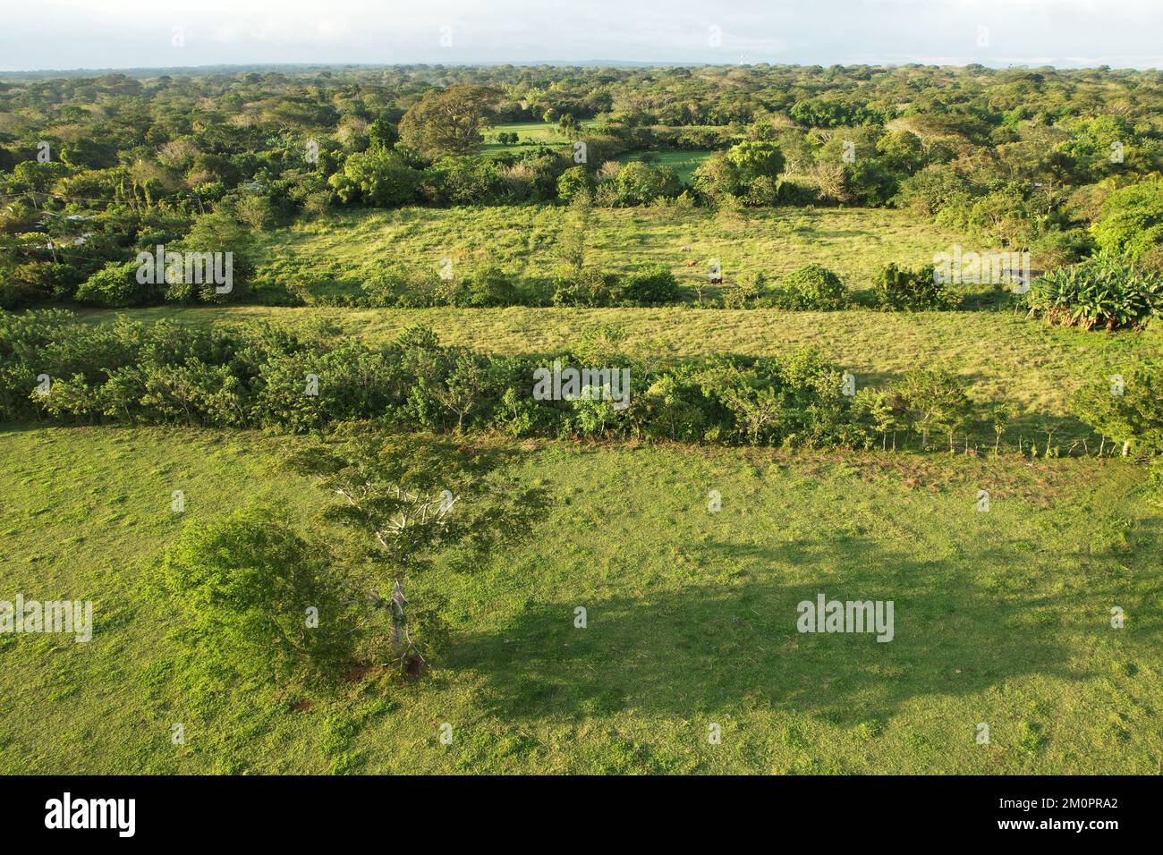 Vert agriculture plantation arrière-plan vue aérienne de drone Banque D'Images