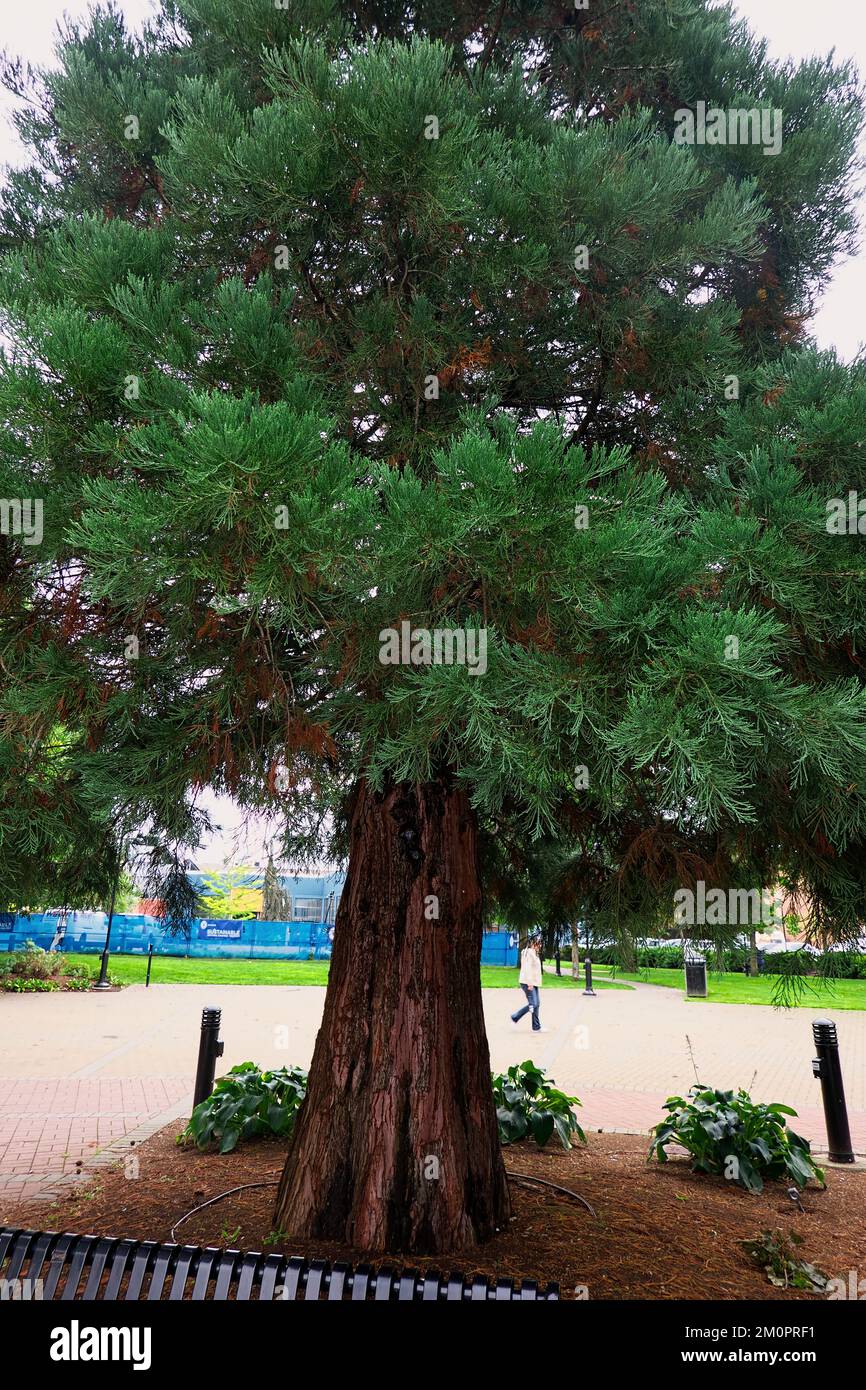 Sequoidendron gigantium Banque de photographies et d’images à haute ...