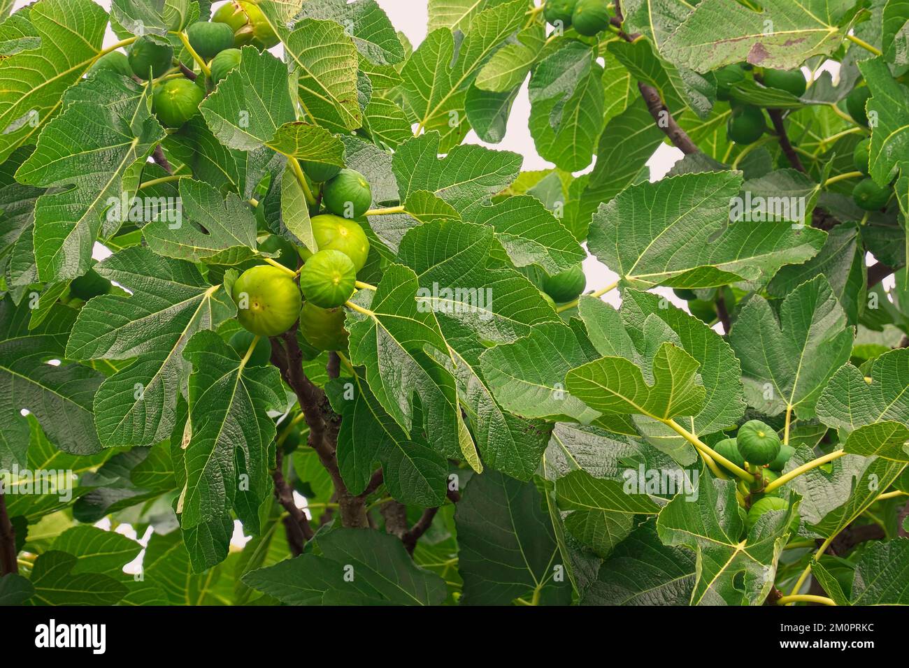 Figuier (Ficus carina) - figues vertes mûrissant sur les branches. Banque D'Images