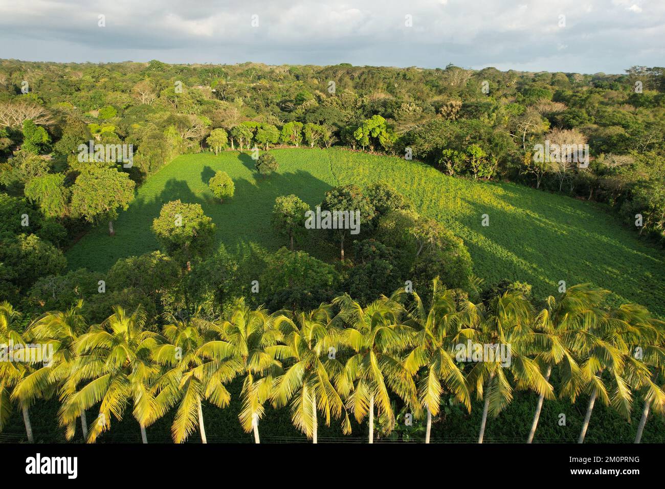 Vert tropical nature paysage vue aérienne de drone à l'heure du coucher du soleil Banque D'Images