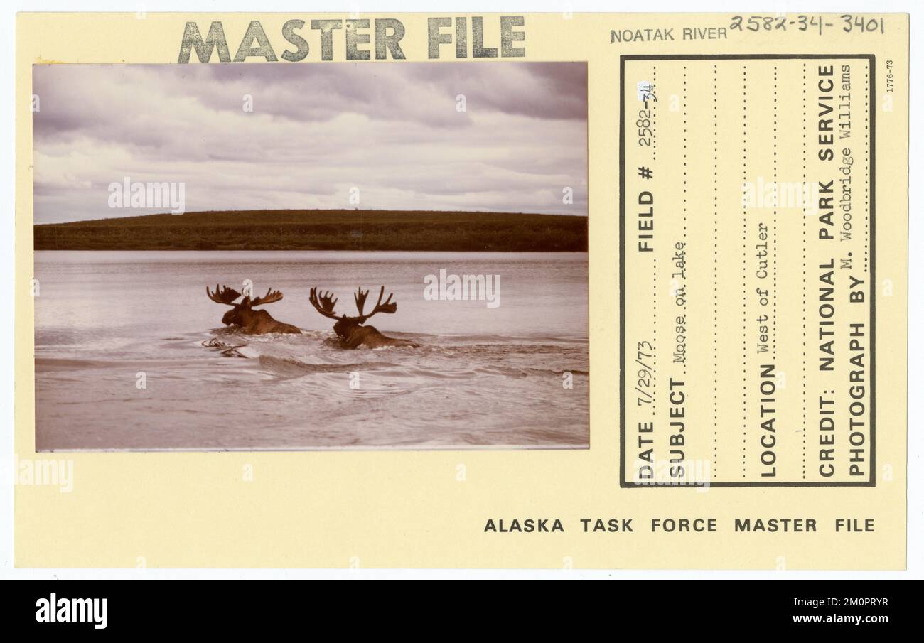 Orignal sur le lac. Photographies du Groupe de travail de l'Alaska Banque D'Images