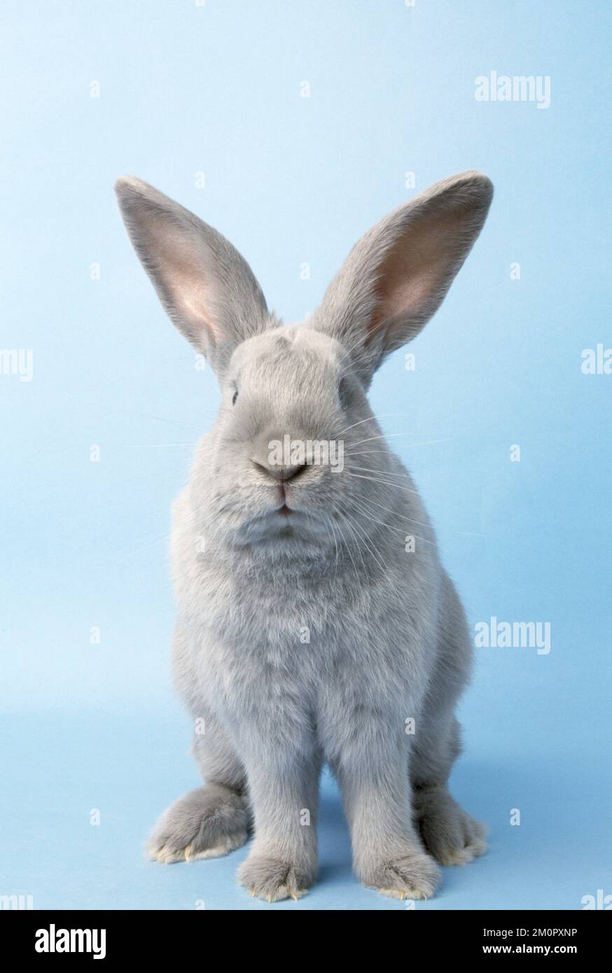 LAPIN - Beveren (normal), vue de face, prise de vue en studio Banque D'Images