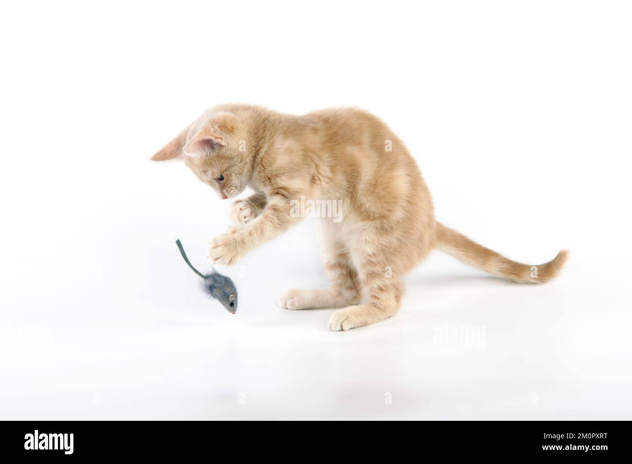 CAT. un chaton de tabby de crème en train de piller avec une souris en peluche Banque D'Images