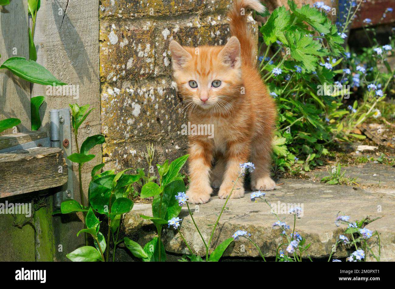 Chaton (gingembre) dans le jardin Banque D'Images