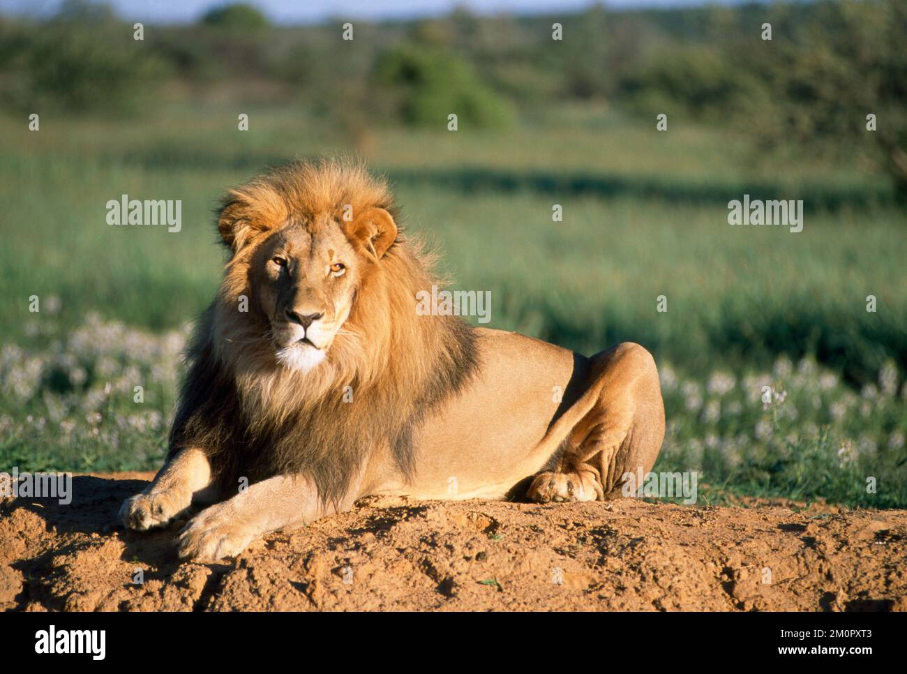 Lion Banque D'Images