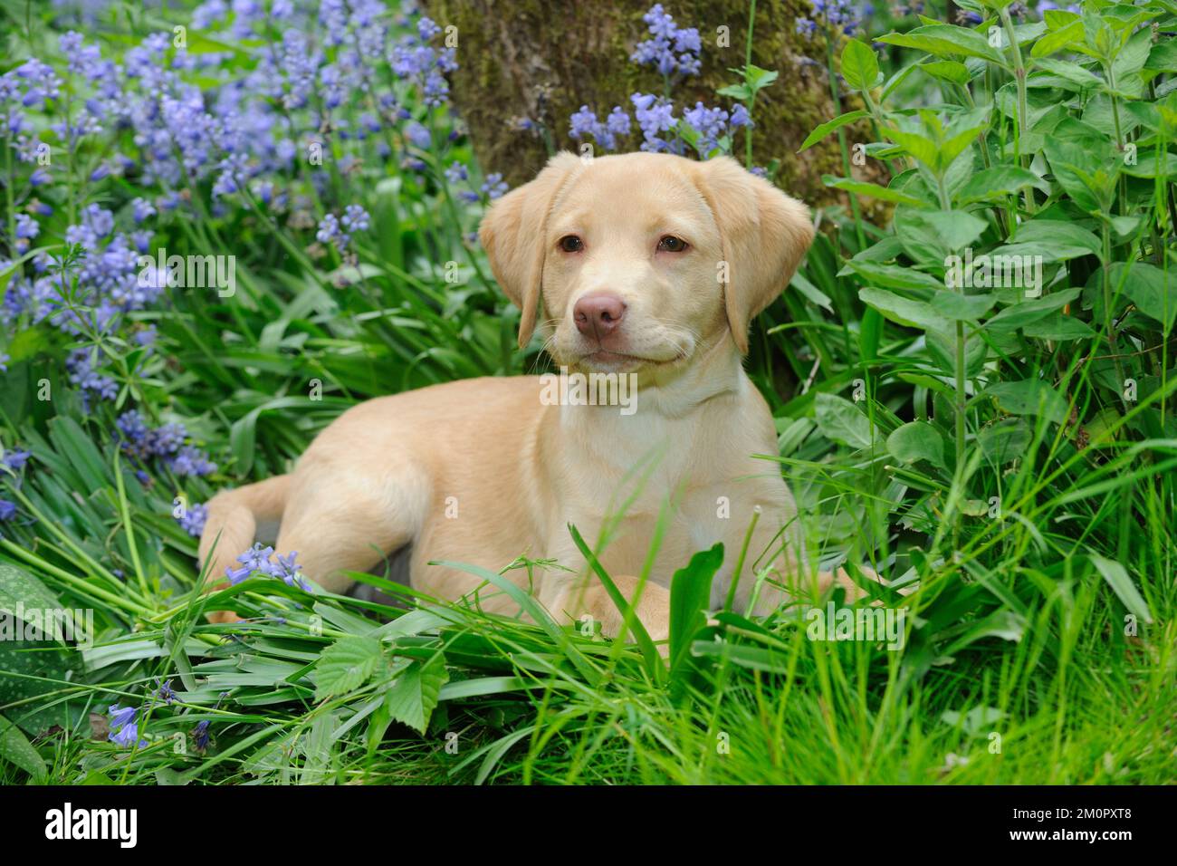 Chien - Fox Red Labrador - chiot assis dans le jardin Banque D'Images