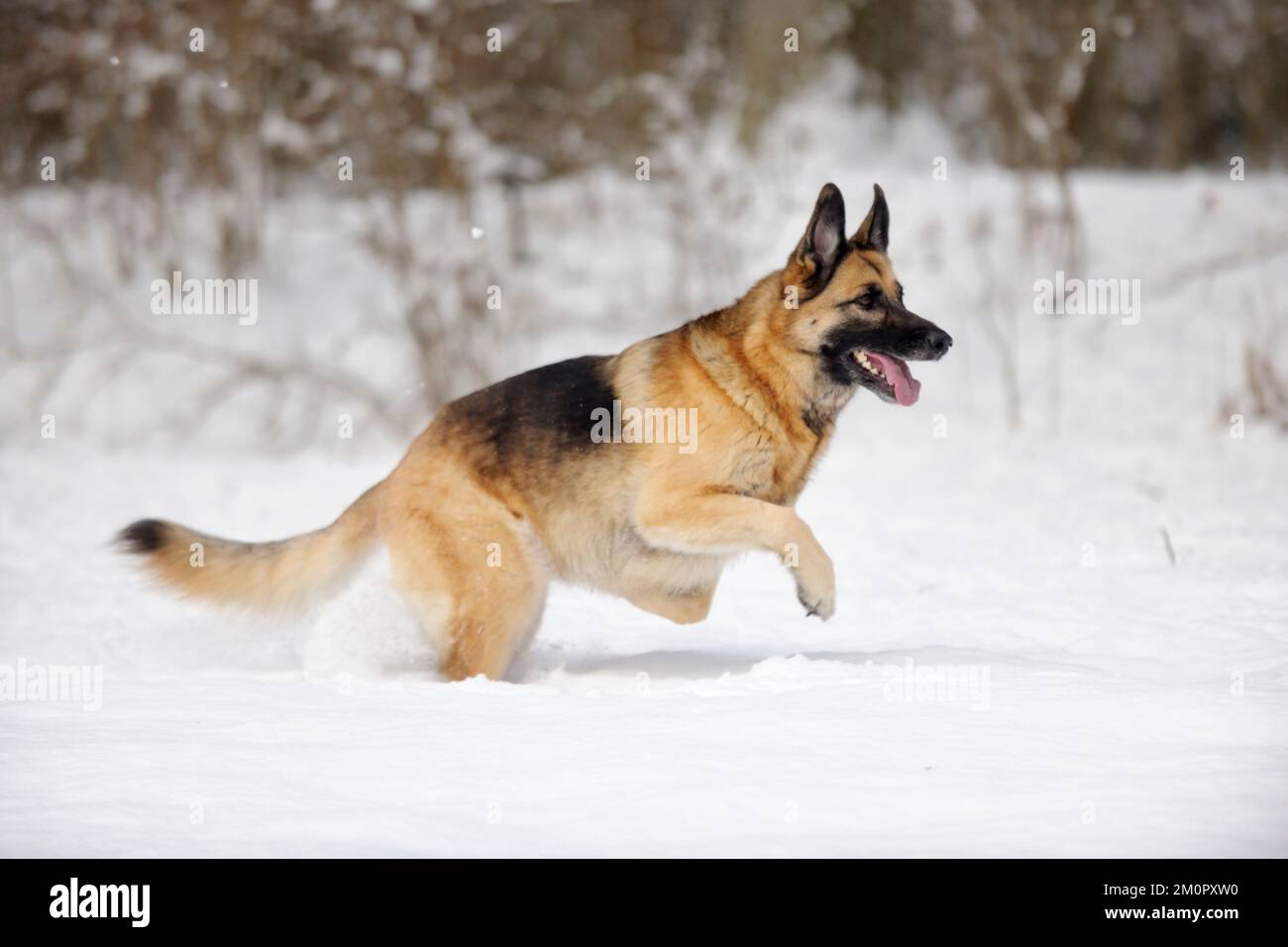 CHIEN. Berger allemand qui traverse la neige Banque D'Images