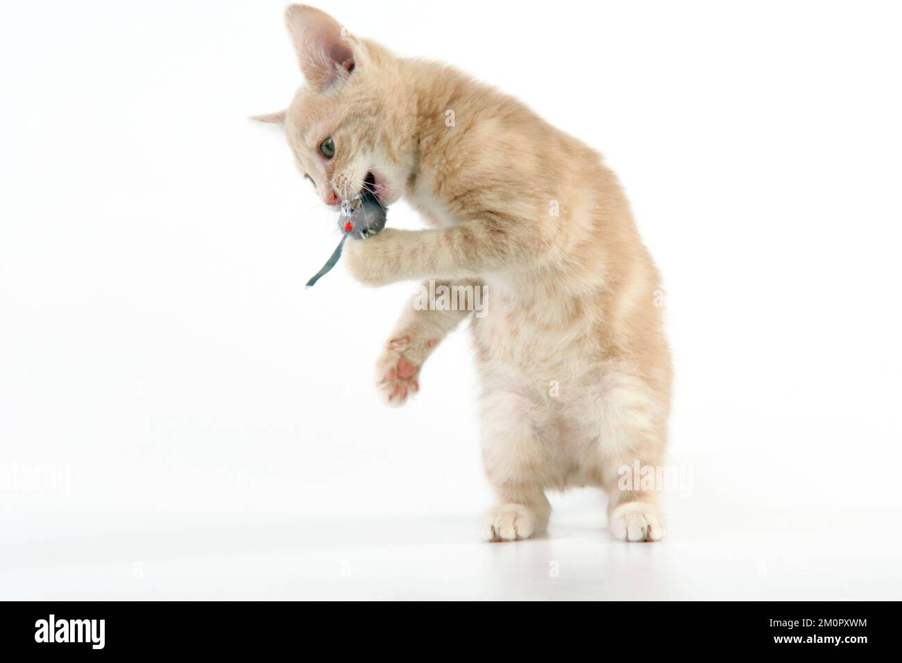 CAT. un chaton de tabby de crème en train de piller avec une souris en peluche Banque D'Images