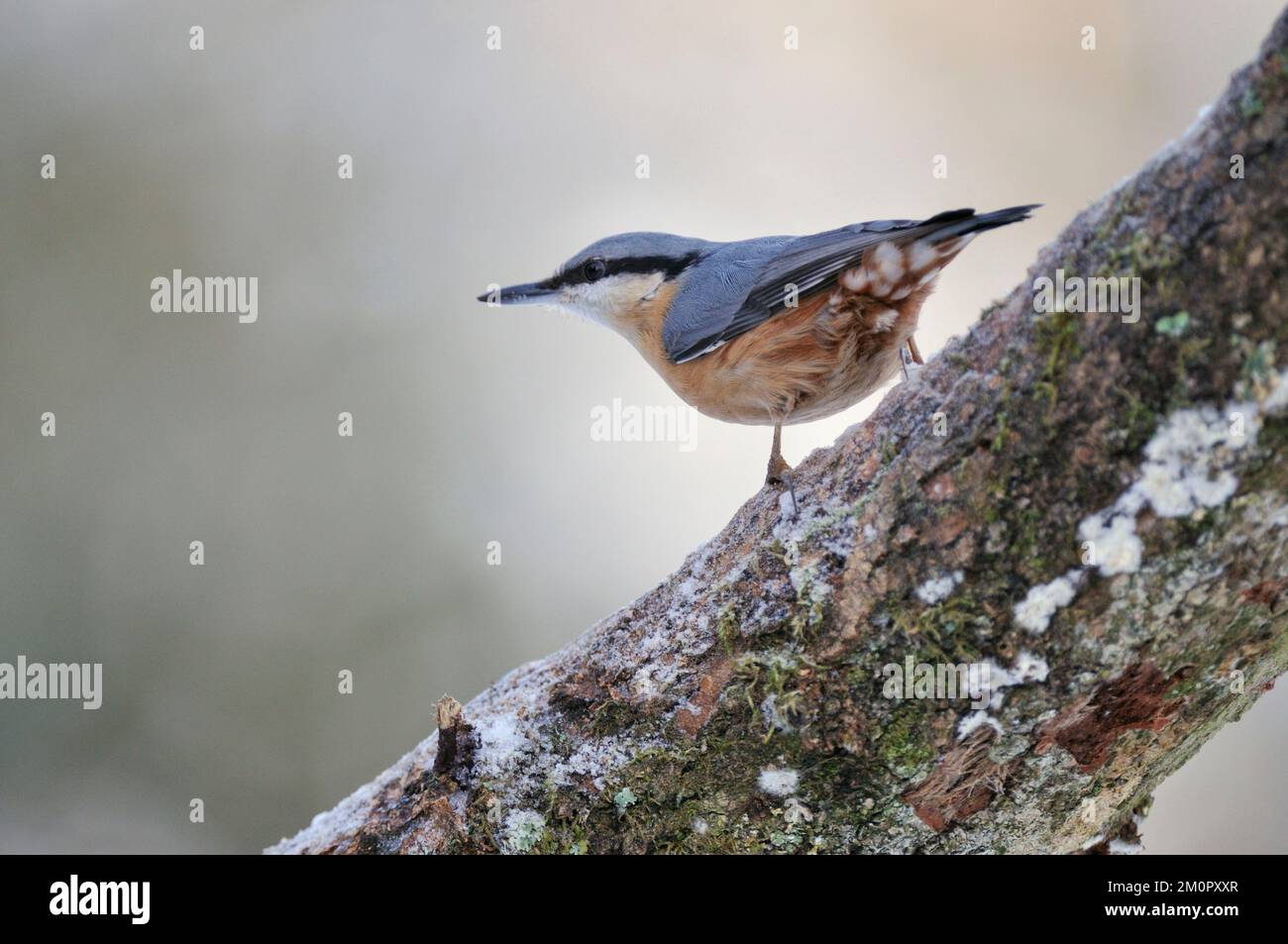 OISEAU. Nuthatch Banque D'Images