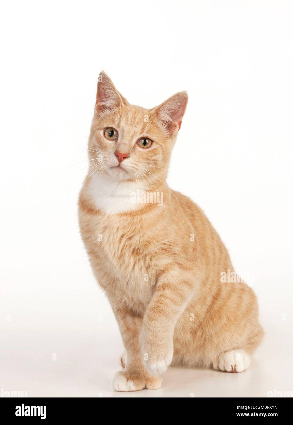 CAT - Ginger tabby Cat Banque D'Images