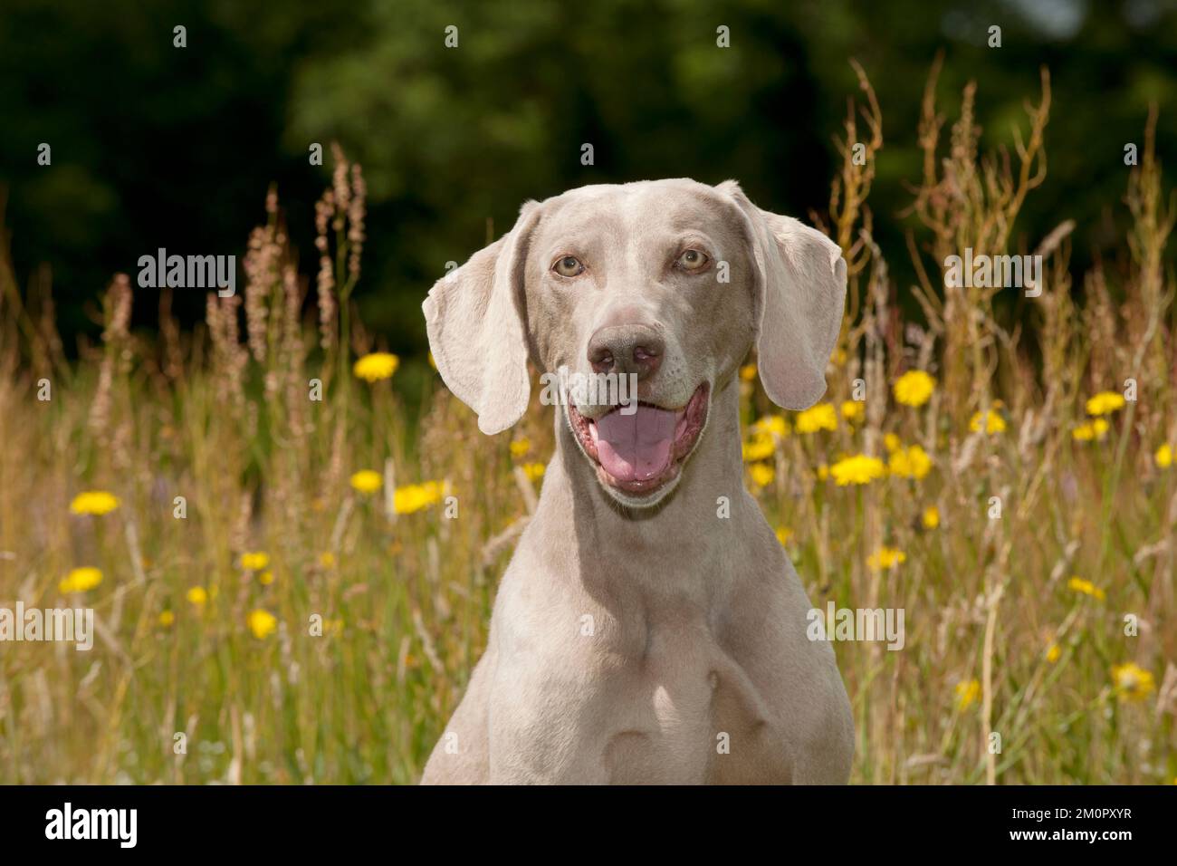 CHIEN - Weimaraner (tête de tir) Banque D'Images