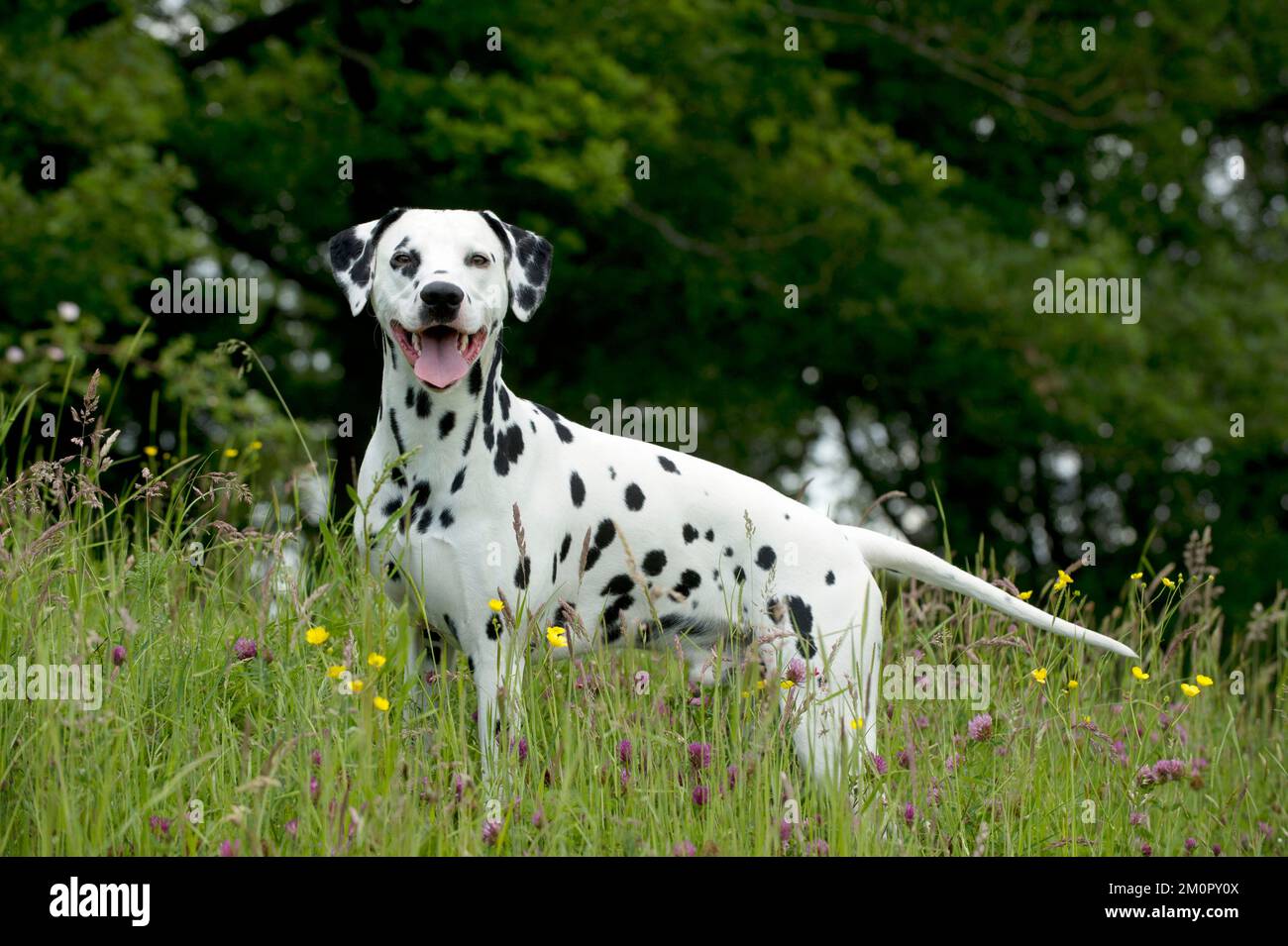 CHIEN - Dalmatien en herbe longue Banque D'Images