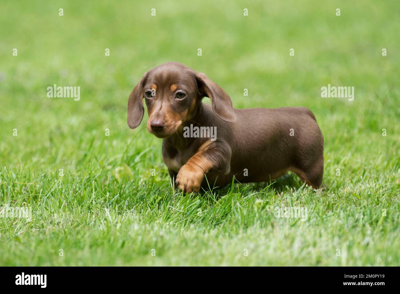 CHIEN - Dachshund miniature à poil court - chiot Banque D'Images