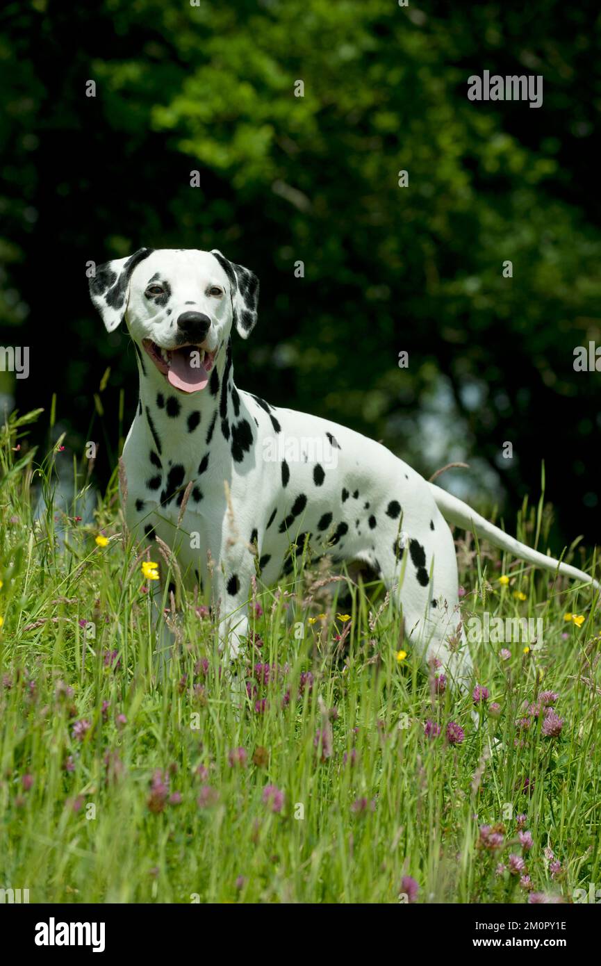 CHIEN - Dalmatien en herbe longue Banque D'Images