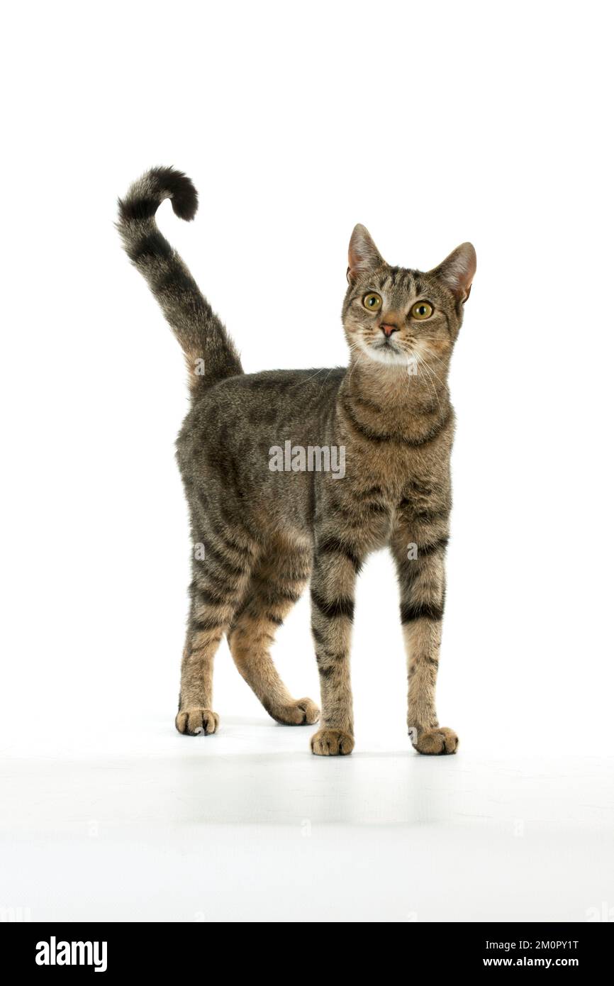 CAT - chat Tabby debout Banque D'Images