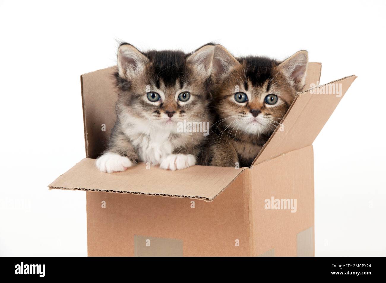 CHAT - chaton somalien x tabby en carton - 5 semaines Banque D'Images