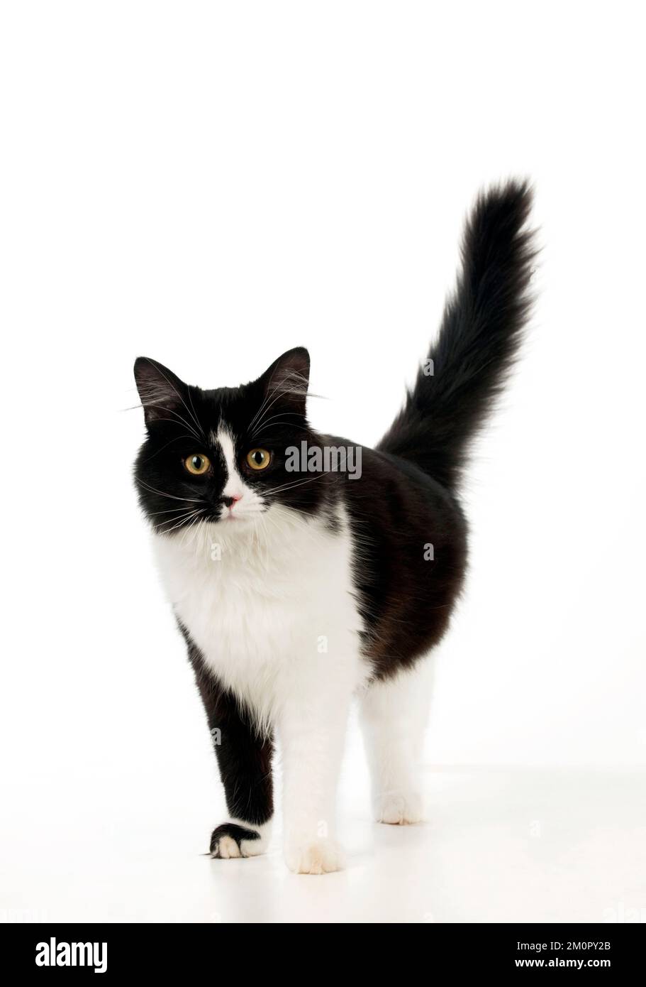 CAT - chat noir et blanc Banque D'Images