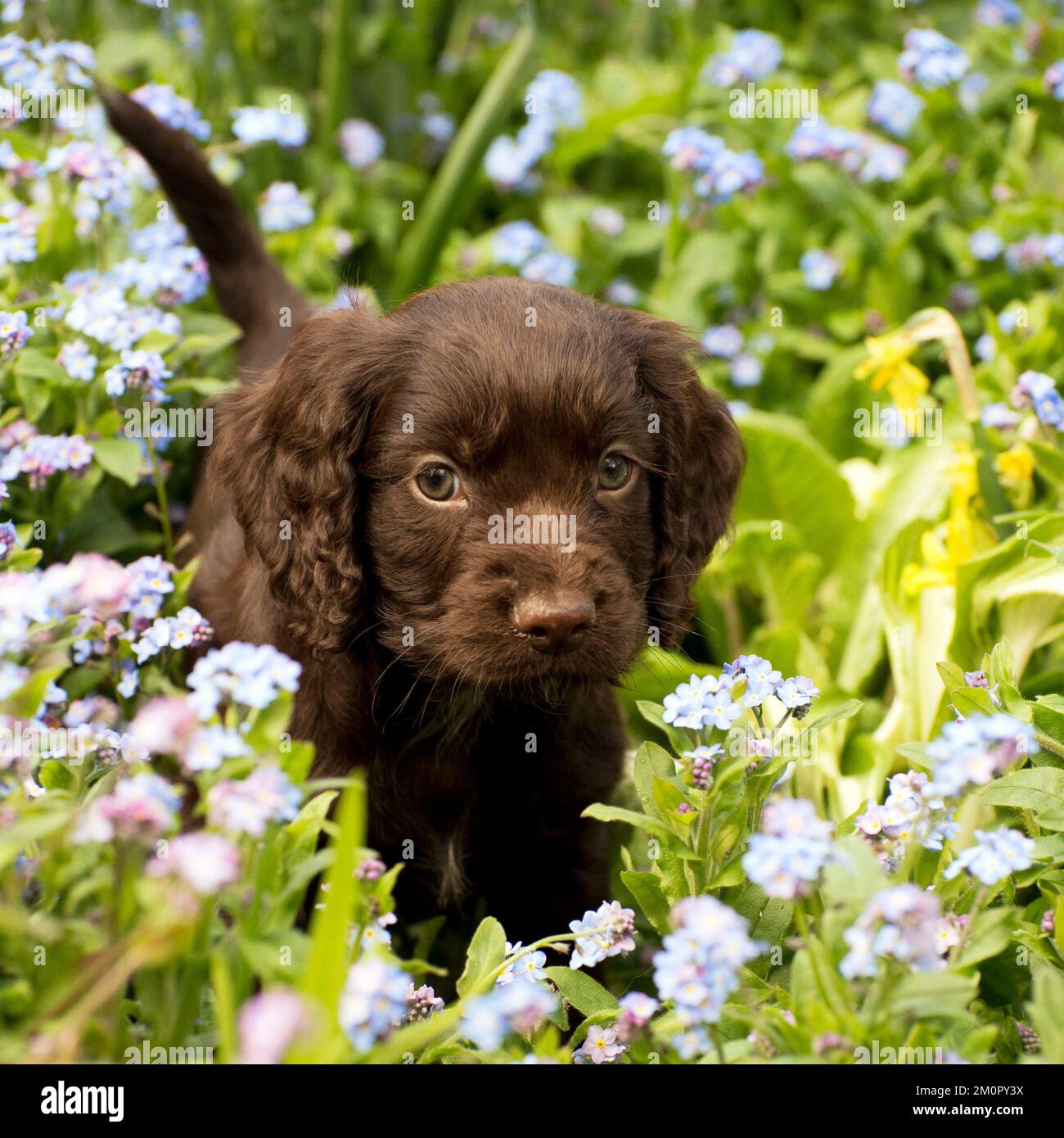 Chien - Cocker chiot d'Espagne environ 6 semaines - in Banque D'Images