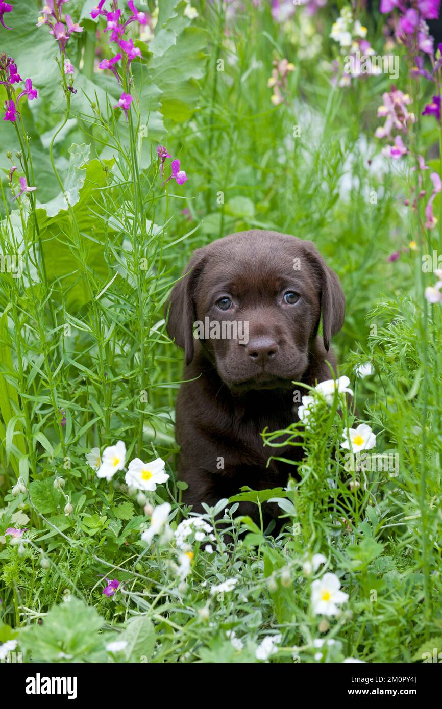 CHIEN - chocolat labrador Banque D'Images