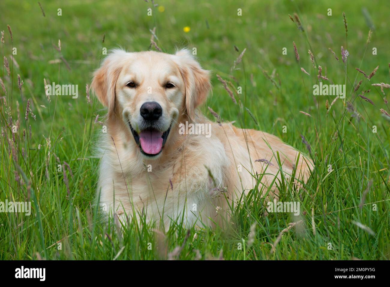 Chien Golden Retriever Banque D'Images