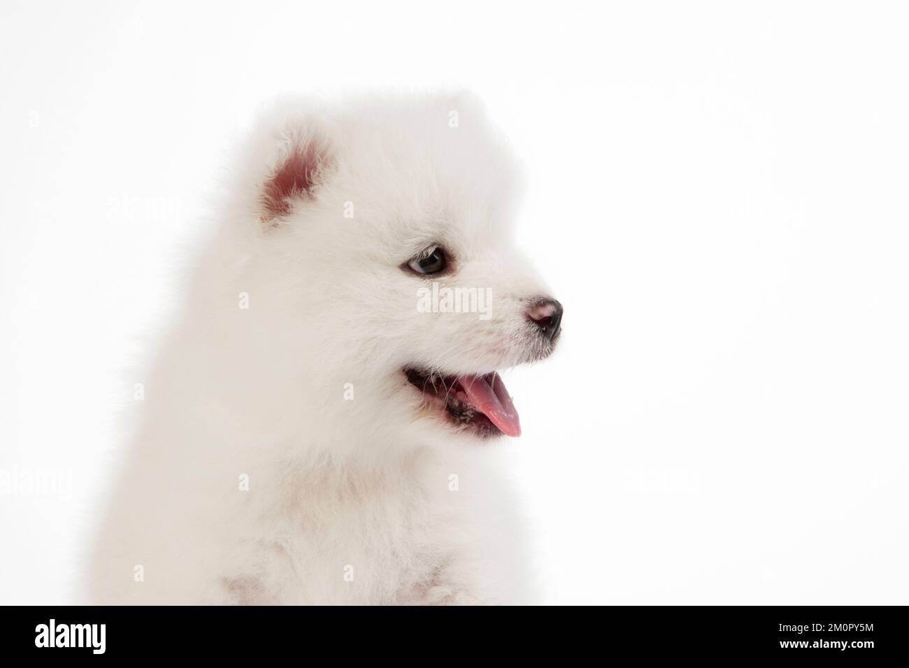 Chien Samoyed chiot de 5 semaines Banque D'Images