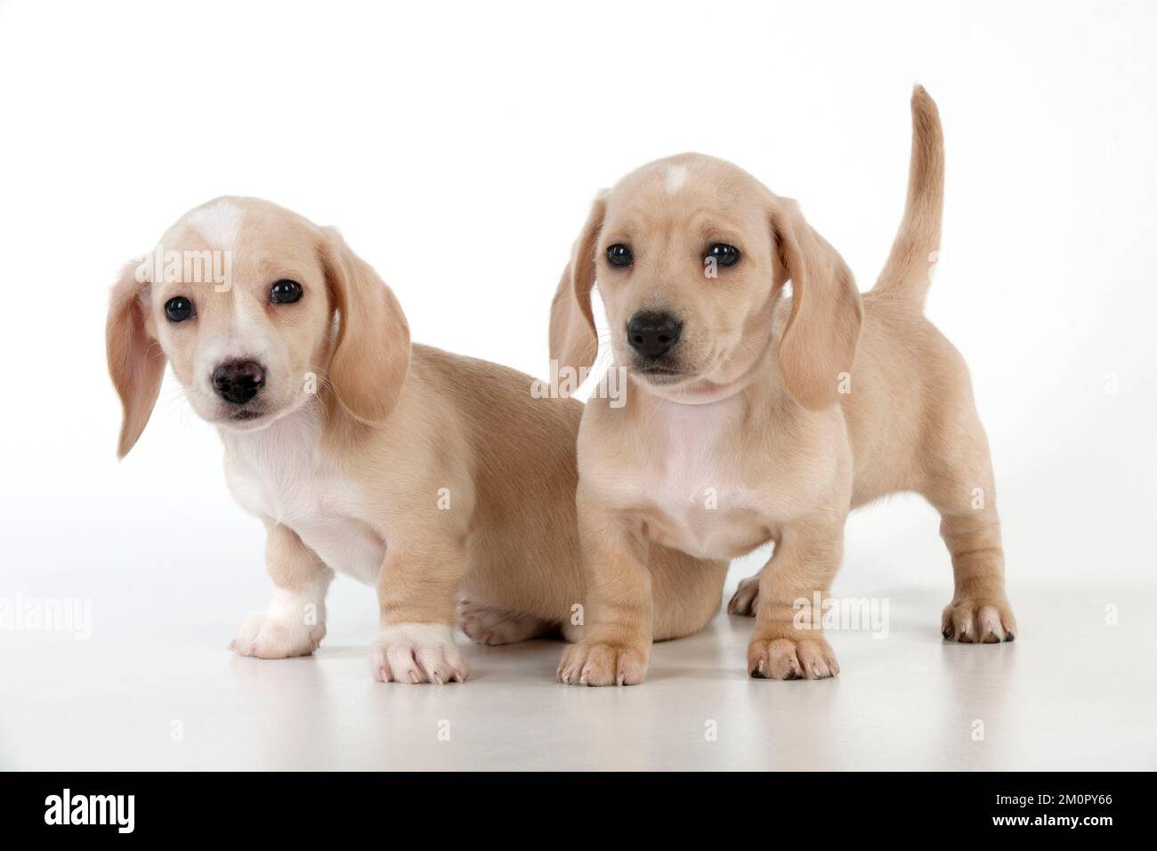 Chien - Dachshund chiots de 7 semaines Banque D'Images