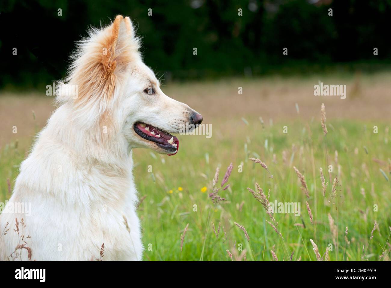 Chien blanc Berger allemand Banque D'Images