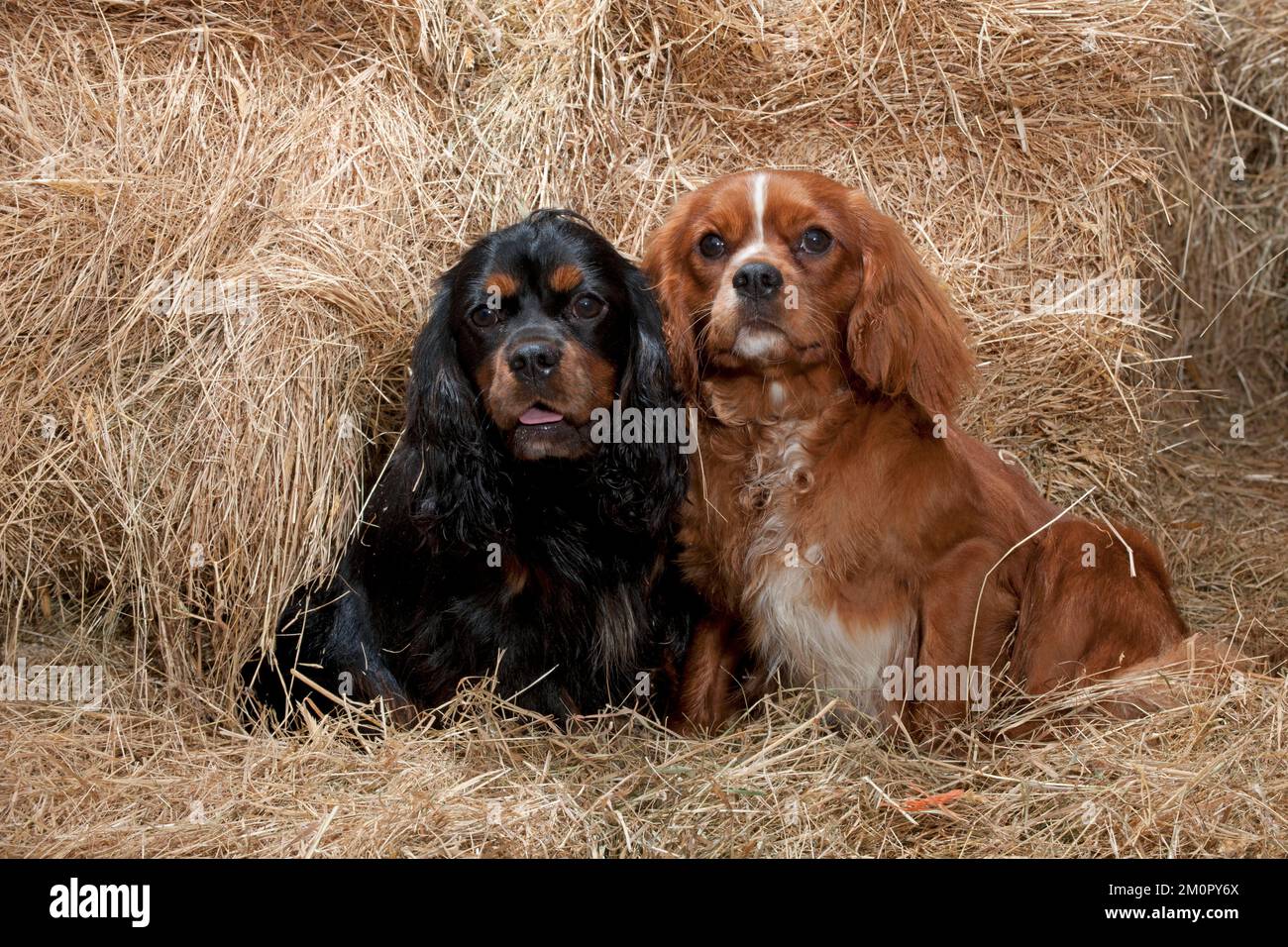 CHIEN cavalier King Charles Spaniels dans foin Banque D'Images