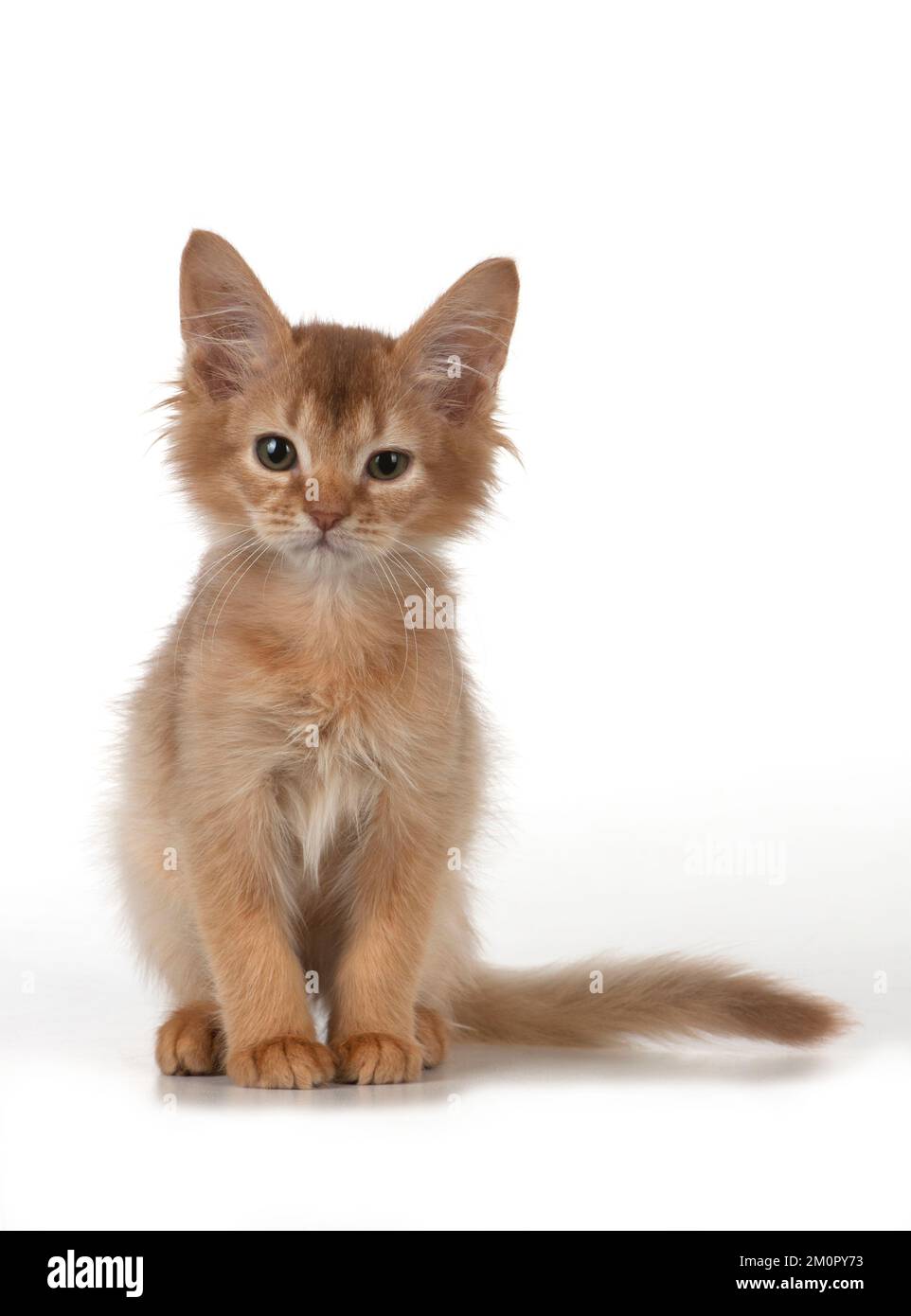 Chat somalien chaton de 7 semaines Banque D'Images