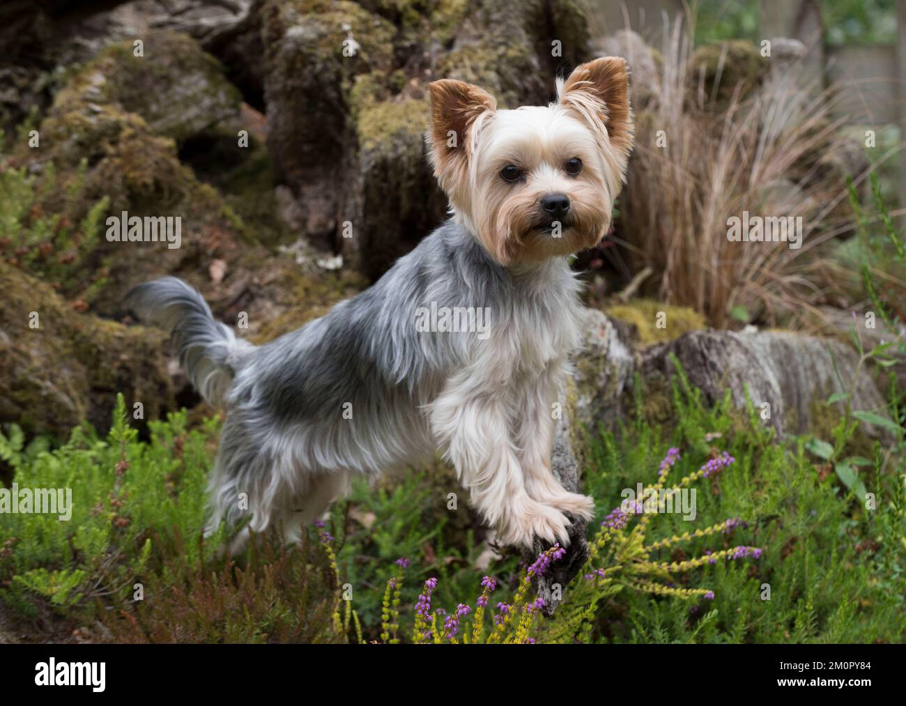 Chien Yorkshire Terrier Banque D'Images