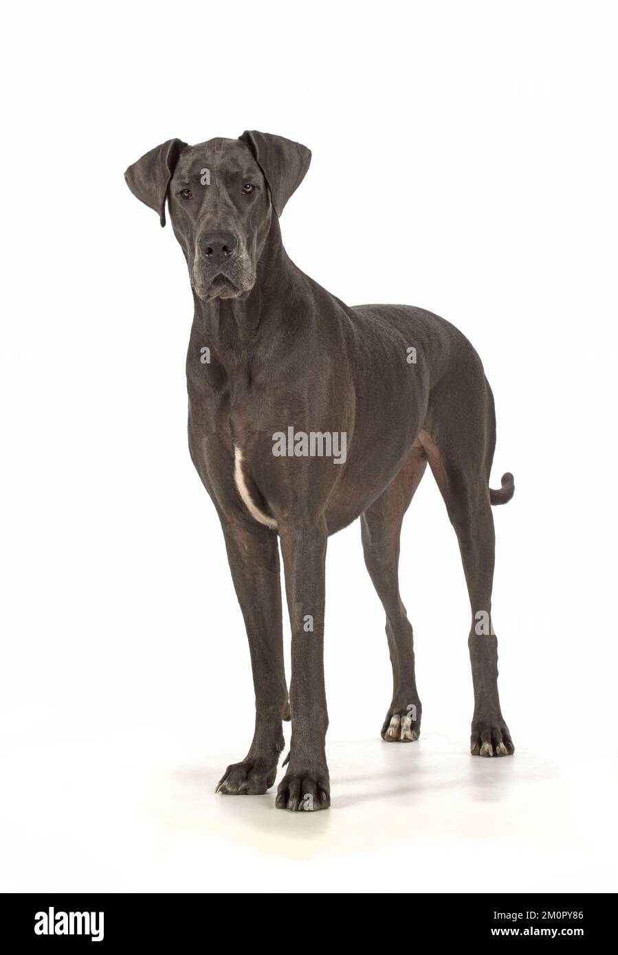 Chien Great Dane Banque D'Images