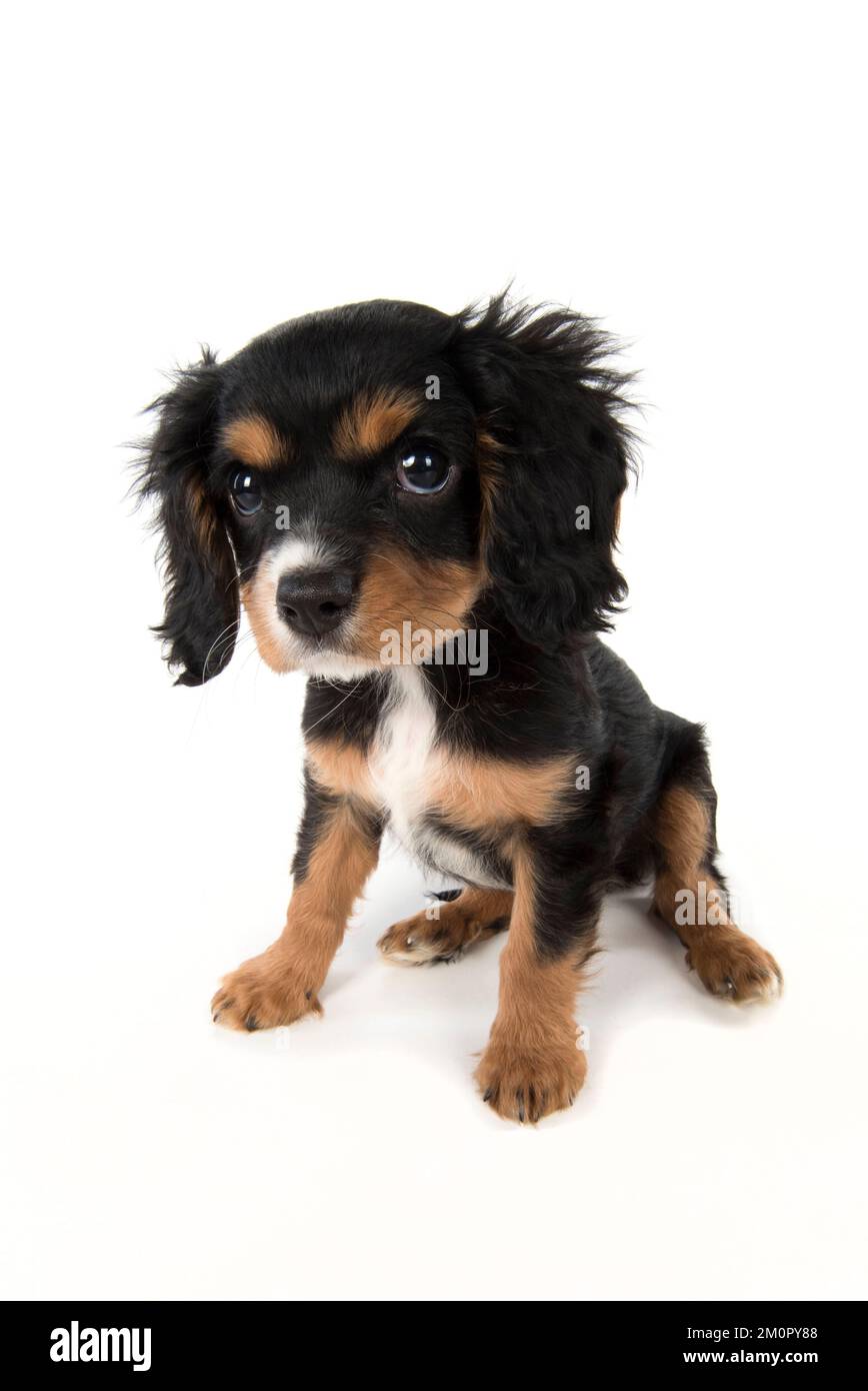 Chien cavalier King Charles Espagnol chiot de 10 semaines Banque D'Images