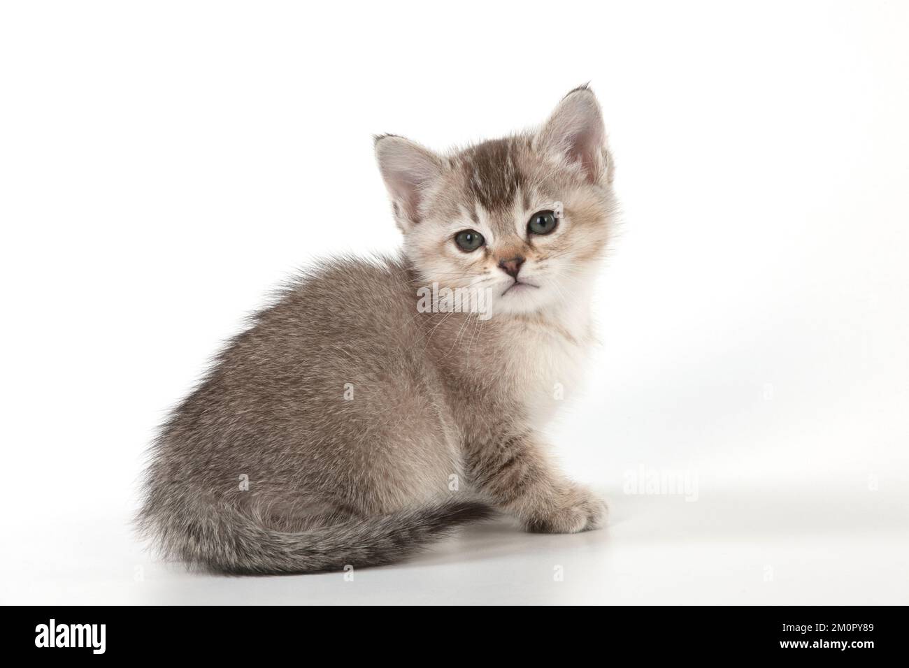 Race X asiatique Burmilla Cat Banque D'Images