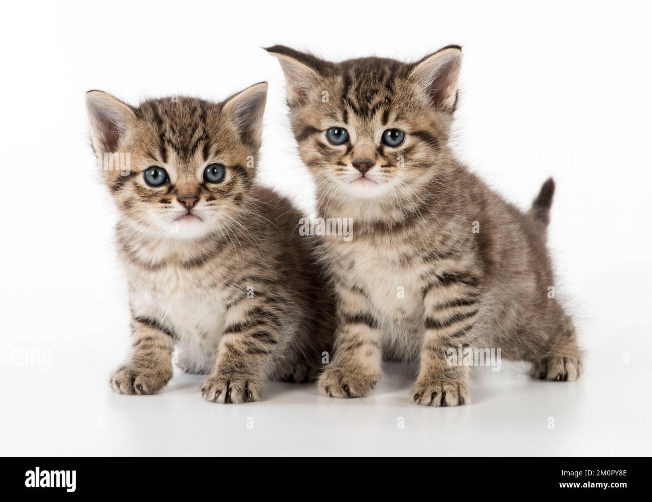 Chat Tabby chaton Banque D'Images
