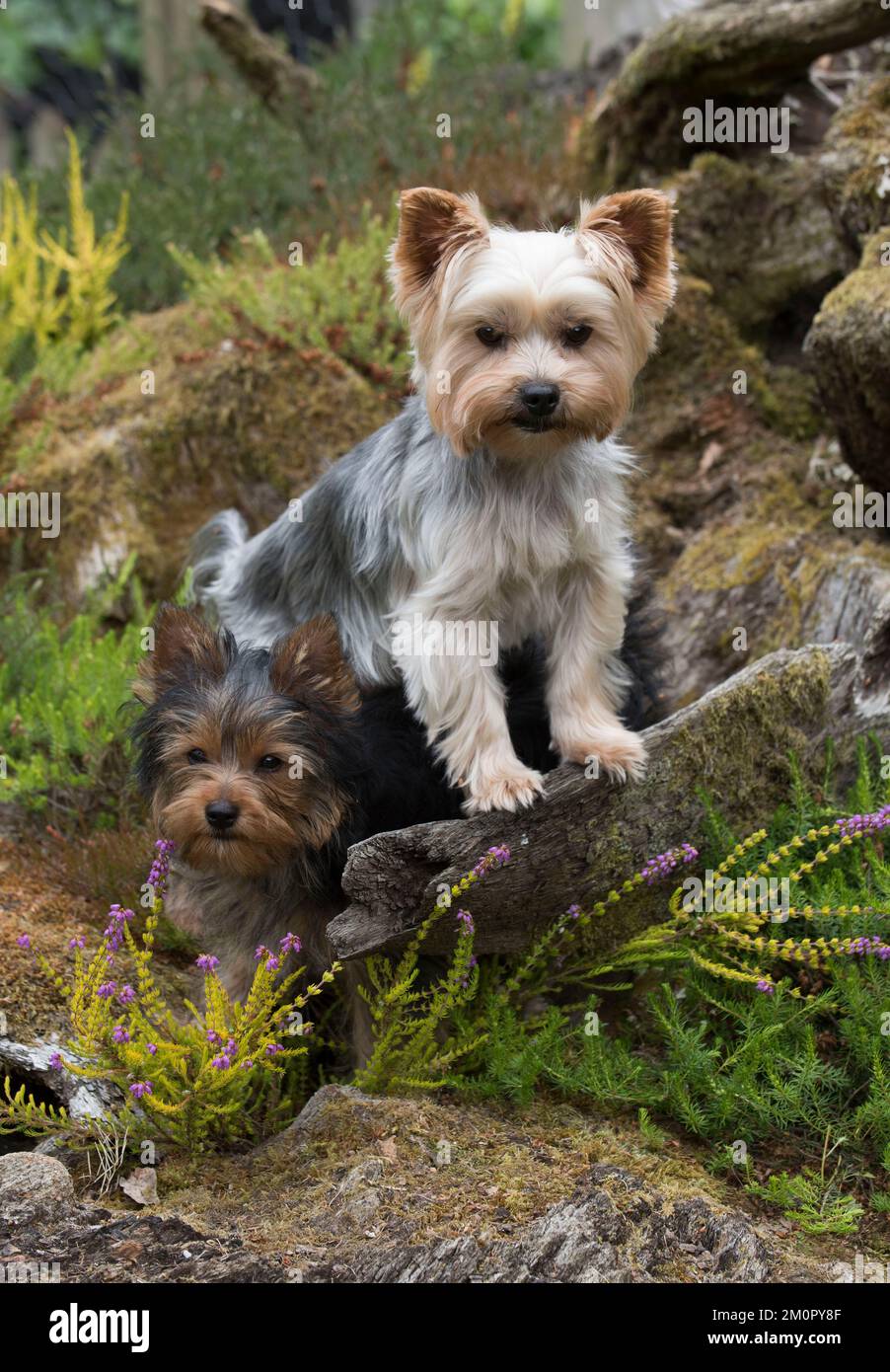 Chien Banque D'Images