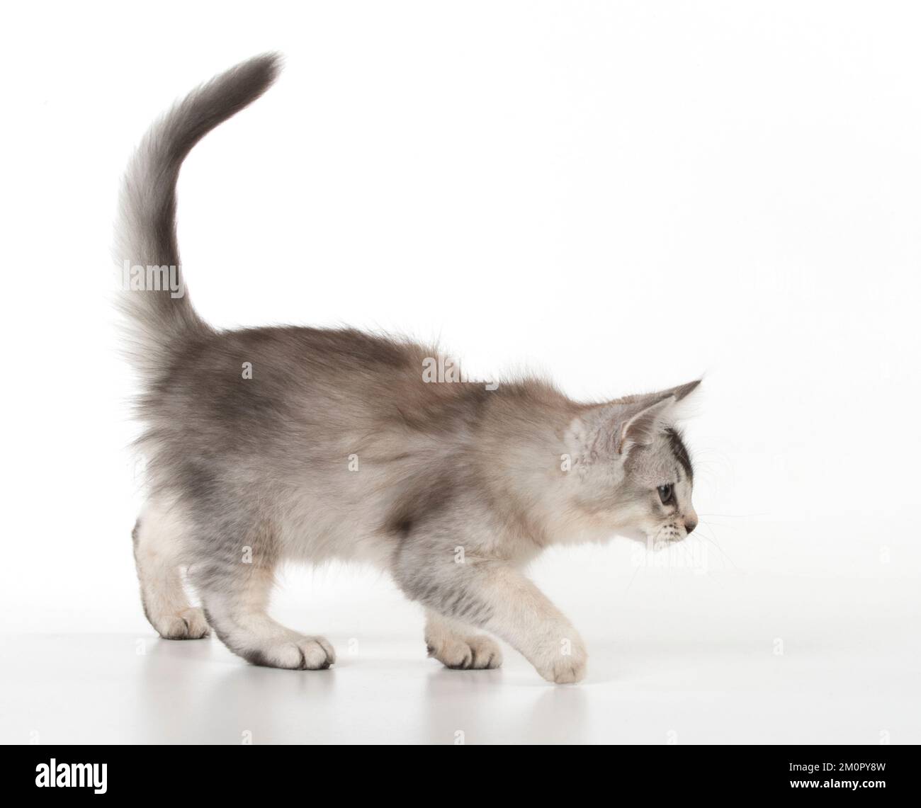 Chat Banque D'Images