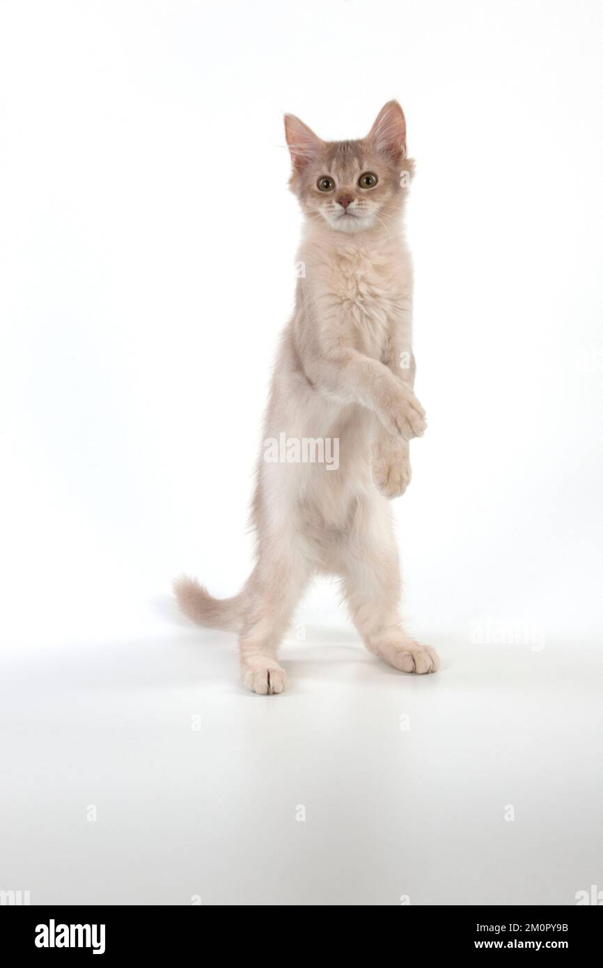CHAT somalien en action Banque D'Images