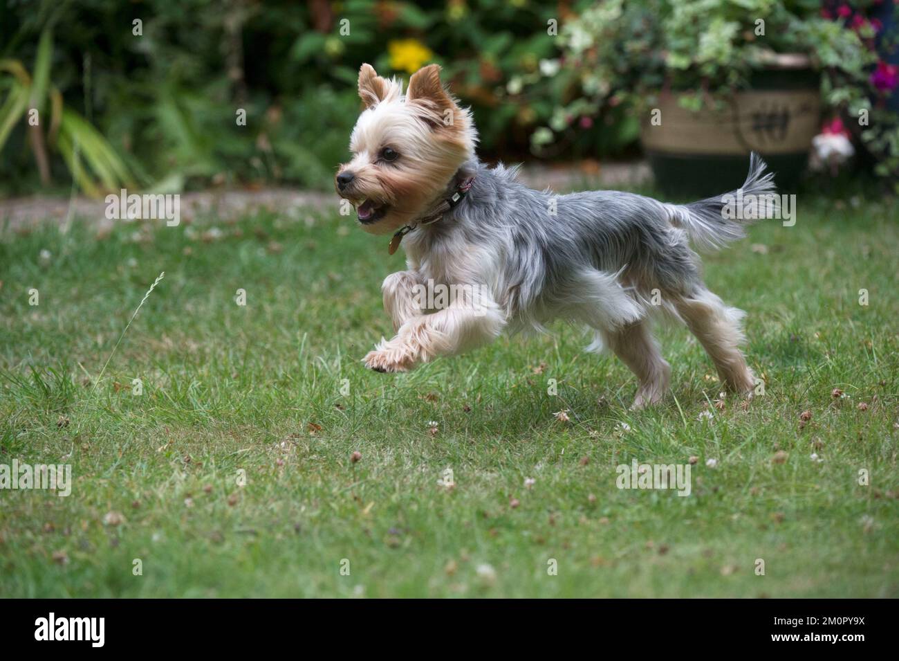 Chien Yorkshire Terrier Banque D'Images