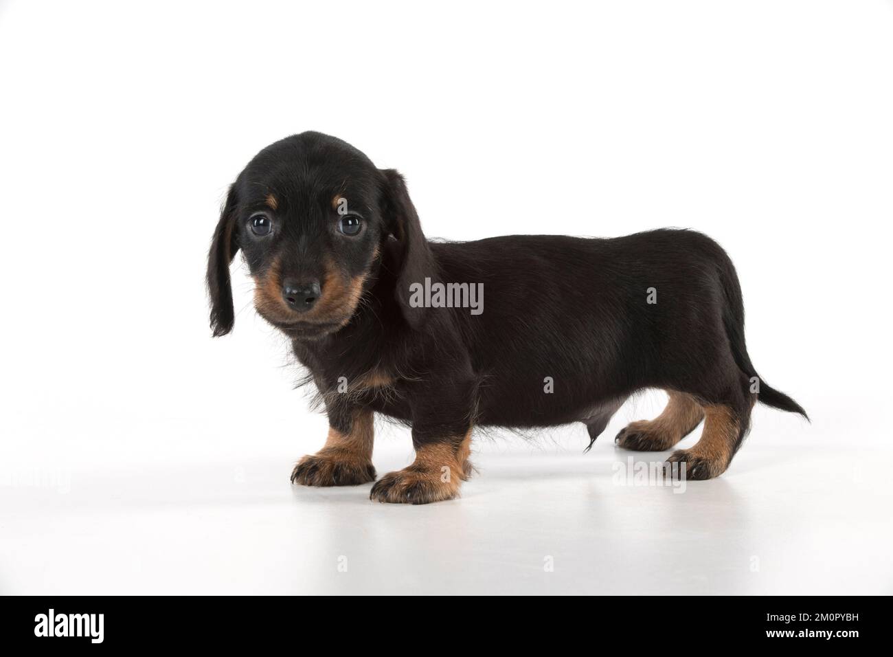 Chien miniature Dachshund chiot de 7 semaines Banque D'Images